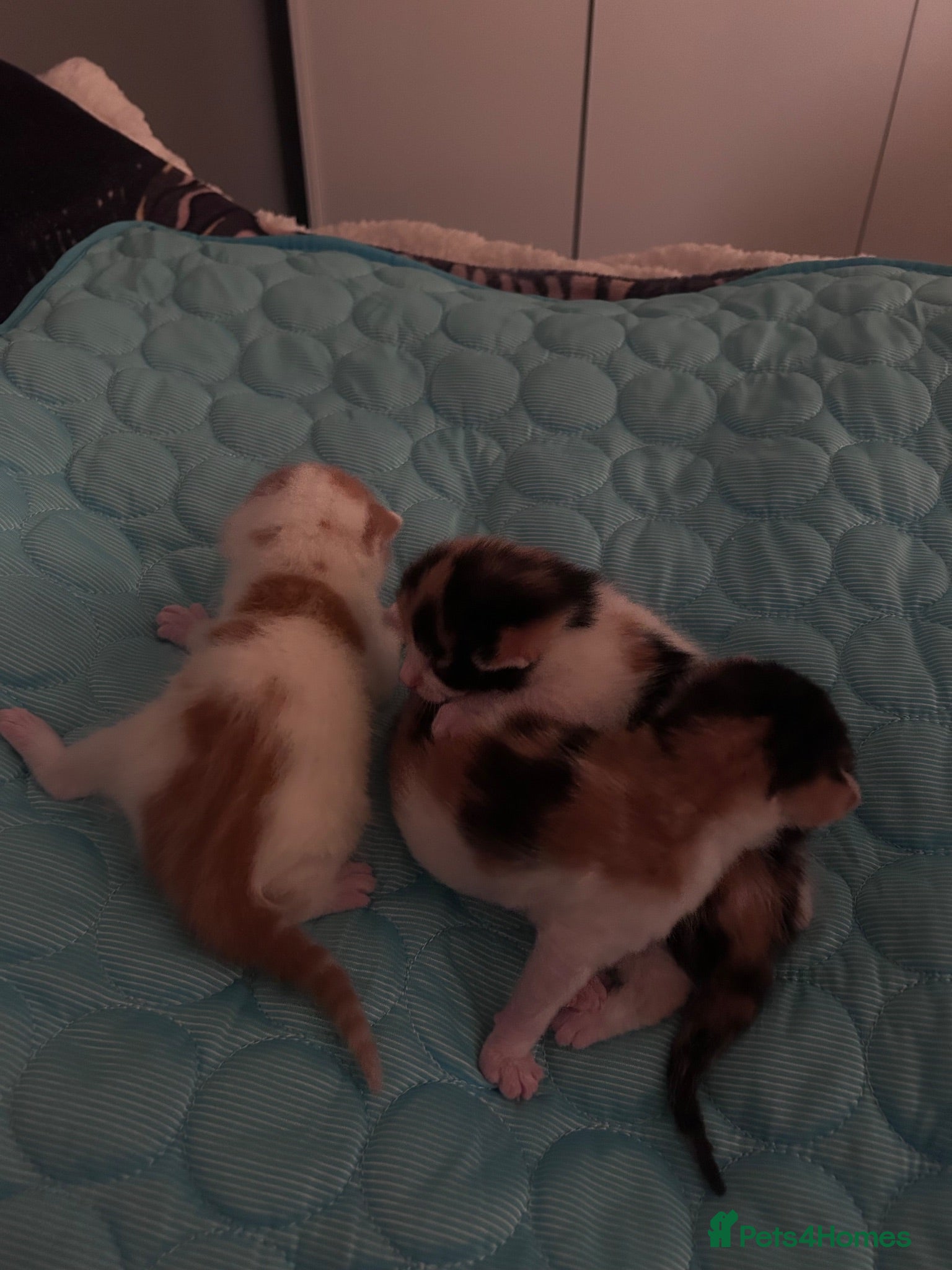 Mixed Breed cats 3 mix breed kittens  - Advert 1