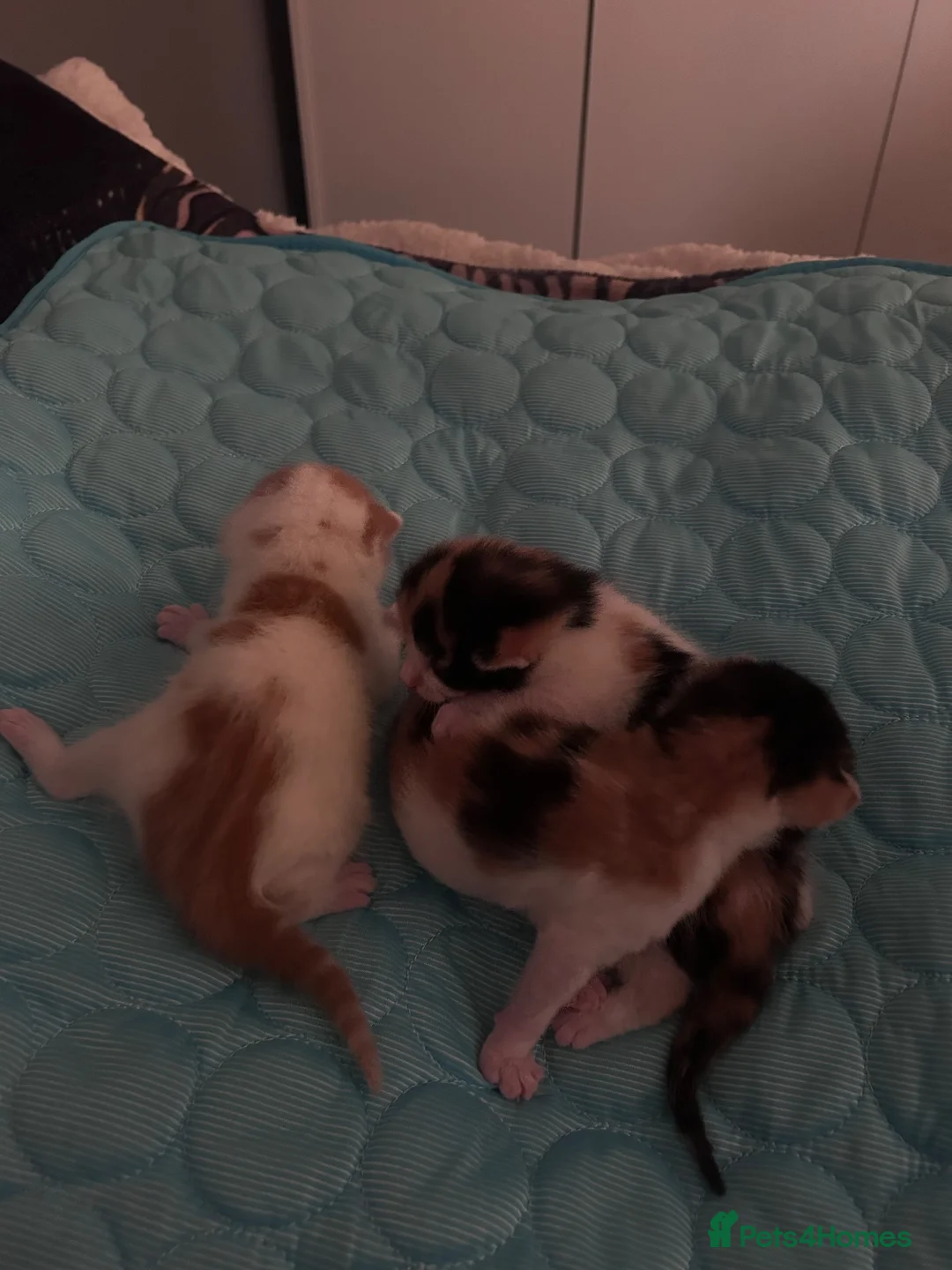 Mixed Breed cats for sale: 3 mix breed kittens  - Advert 1