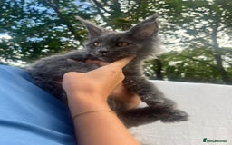 Maine Coon cats for sale: STUNNING MAINE COON SMOKE (tica activereg ) - Image 36