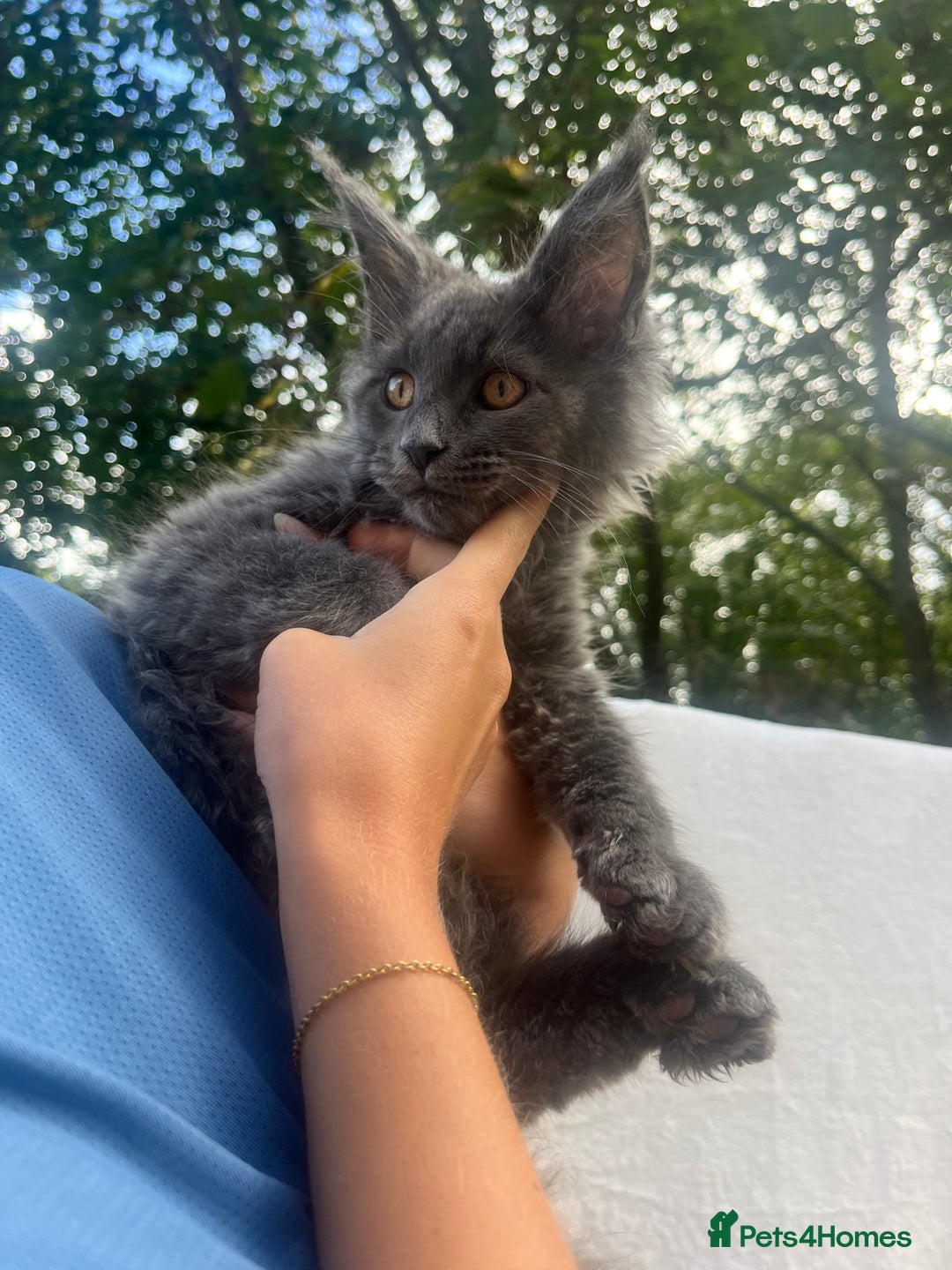 Maine Coon cats for sale: STUNNING MAINE COON SMOKE (tica activereg ) - Image 36