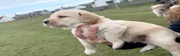 Labradoodle dogs for sale: Labradoodle puppies  - Advert 25
