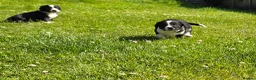 Mixed Breed dogs for sale: Sprollies  - Advert 6