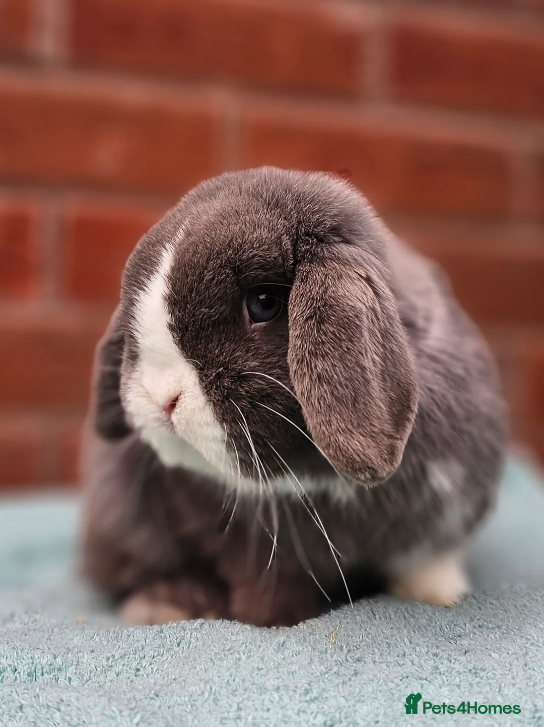 Mini Lop rabbits for sale: Mini Lop Buck  - Advert 2