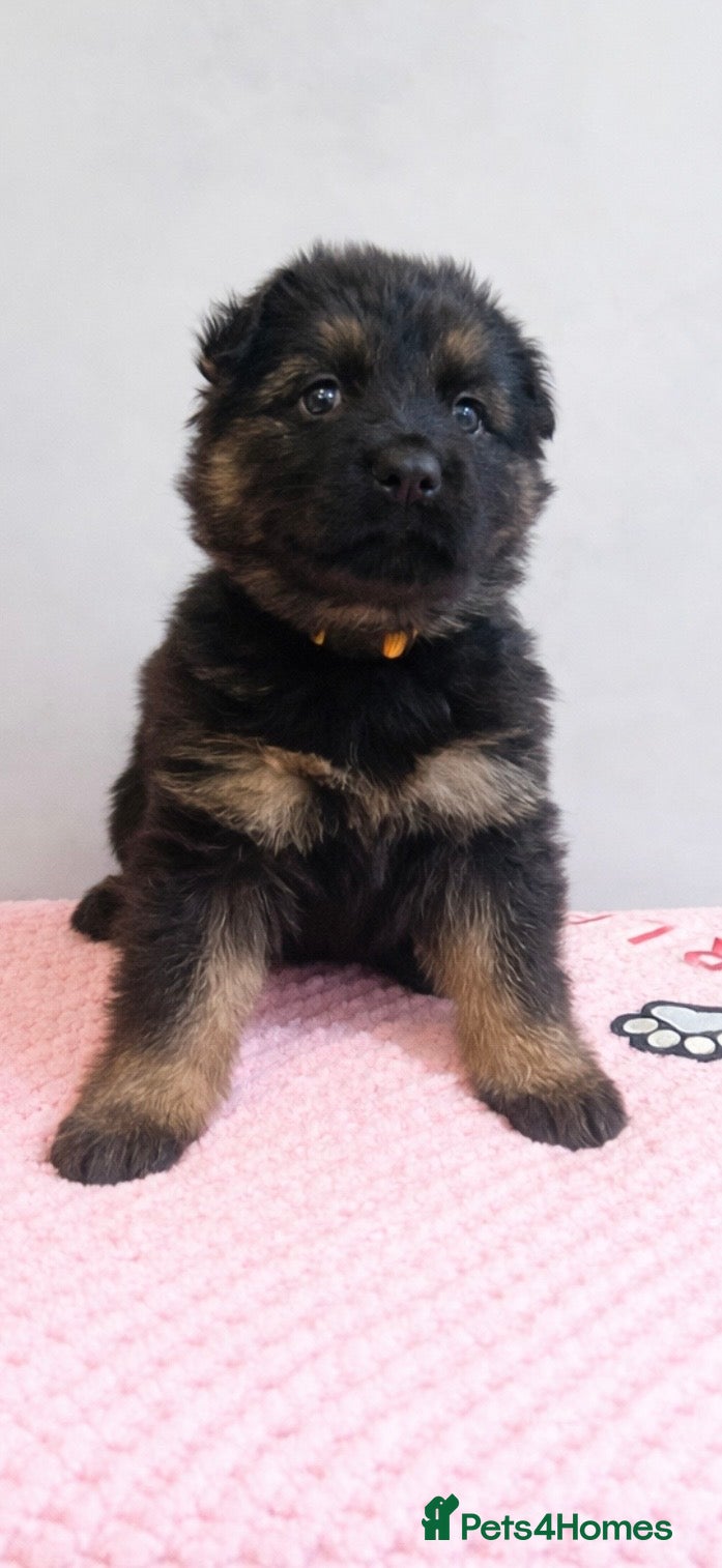 German Shepherd dogs KC LONG HAIR HEALTH TEST GERMAN SHEPHERD PUPPIES  - Advert 4