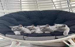 British Shorthair cats for sale: READY COLLECTION THIS WEEKEND! Bsh babies  - Image 22