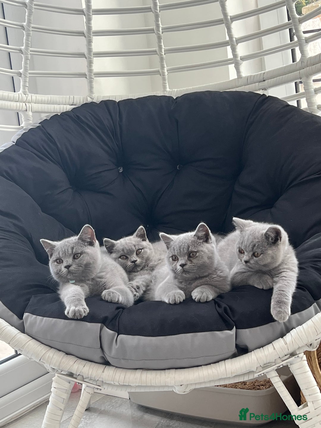 British Shorthair cats for sale: READY COLLECTION THIS WEEKEND! Bsh babies  - Image 22