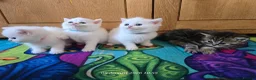 Exotic cats for sale: Persian/British Shorthaired cats - Advert 8