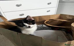 Ragdoll cats for sale: Nico- super friendly  - Image 1