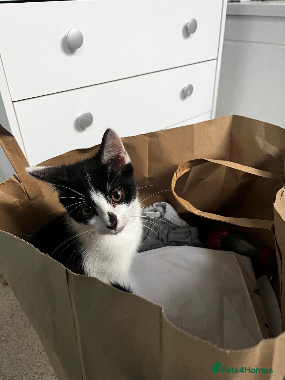 Ragdoll cats for sale: Nico- super friendly  - Image 1