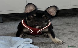 French Bulldog dogs for sale: Beautiful Health Checked French bulldog  - Image 2