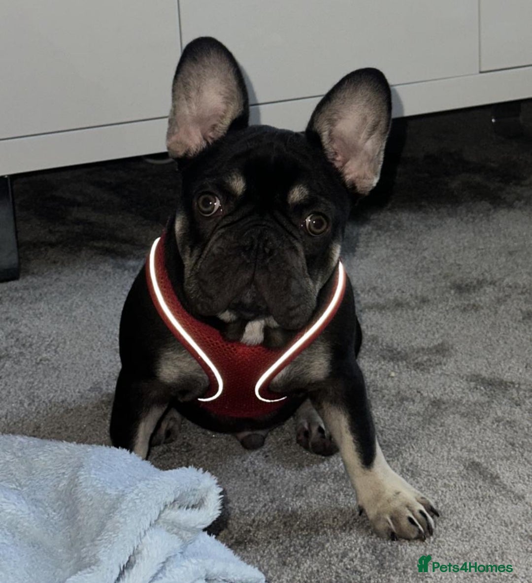 French Bulldog dogs for sale: Beautiful Health Checked French bulldog  - Image 2