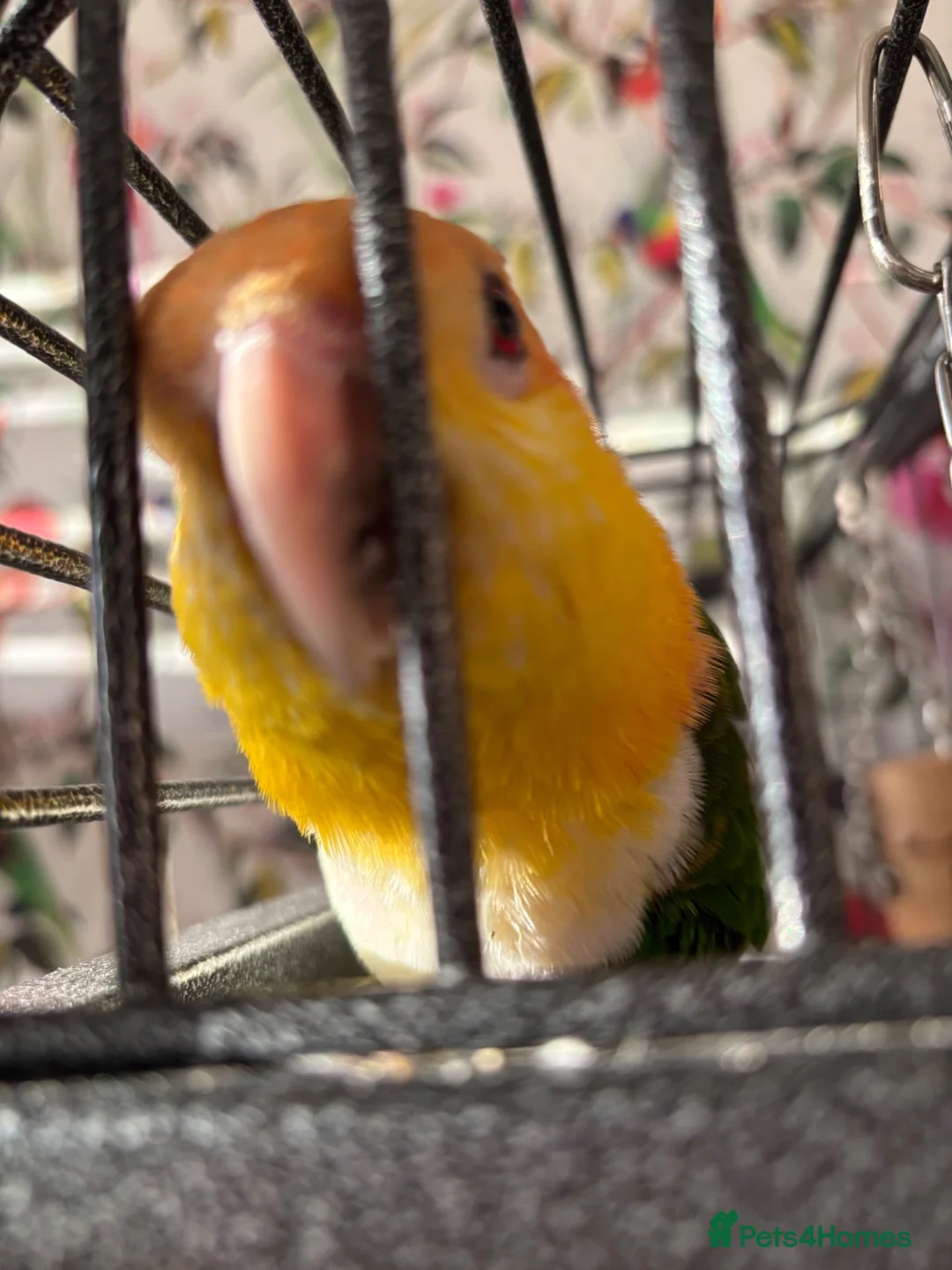 Parrots birds for sale: Yellow thighed caique-experienced home only in Stockport - Advert 3