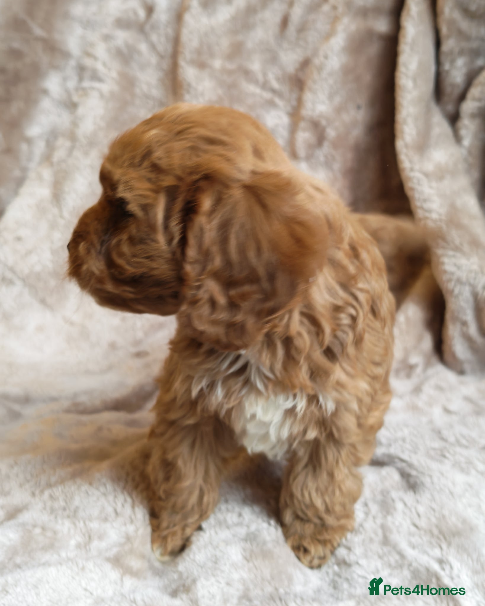 Cavapoo dogs STUNNING F1 CAVAPOO PUPPIES FULLY HEALTH TESTED - Advert 2