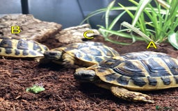 Hermann Tortoise reptiles for sale: Hermanns Tortoise - 2 Years Old (Herman) - Image 6