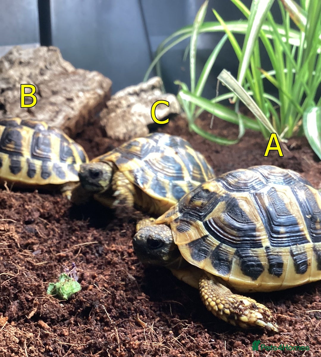 Hermann Tortoise reptiles for sale: Hermanns Tortoise - 2 Years Old (Herman) - Image 6