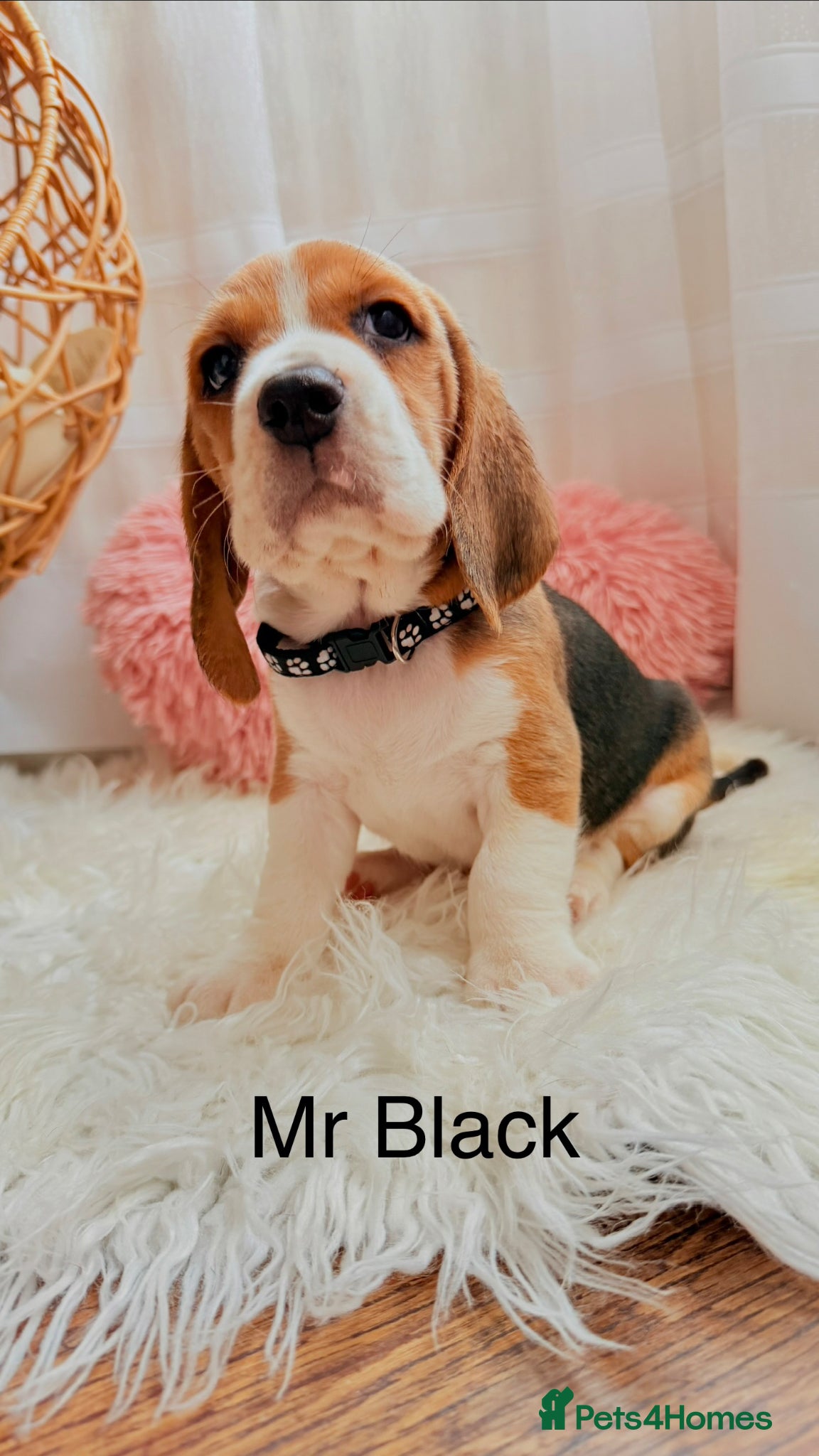 Beagle dogs 💞BEAUTIFUL BEAGLE PUPPIES 💞 - Advert 1