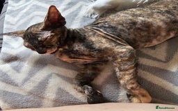 Siamese cats for sale: Siamese X Sphynx kittens - Image 15