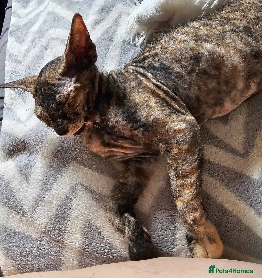 Siamese cats for sale: Siamese X Sphynx kittens - Advert 11