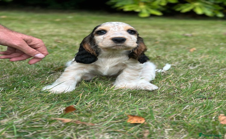 Cocker Spaniel dogs - Advert 4