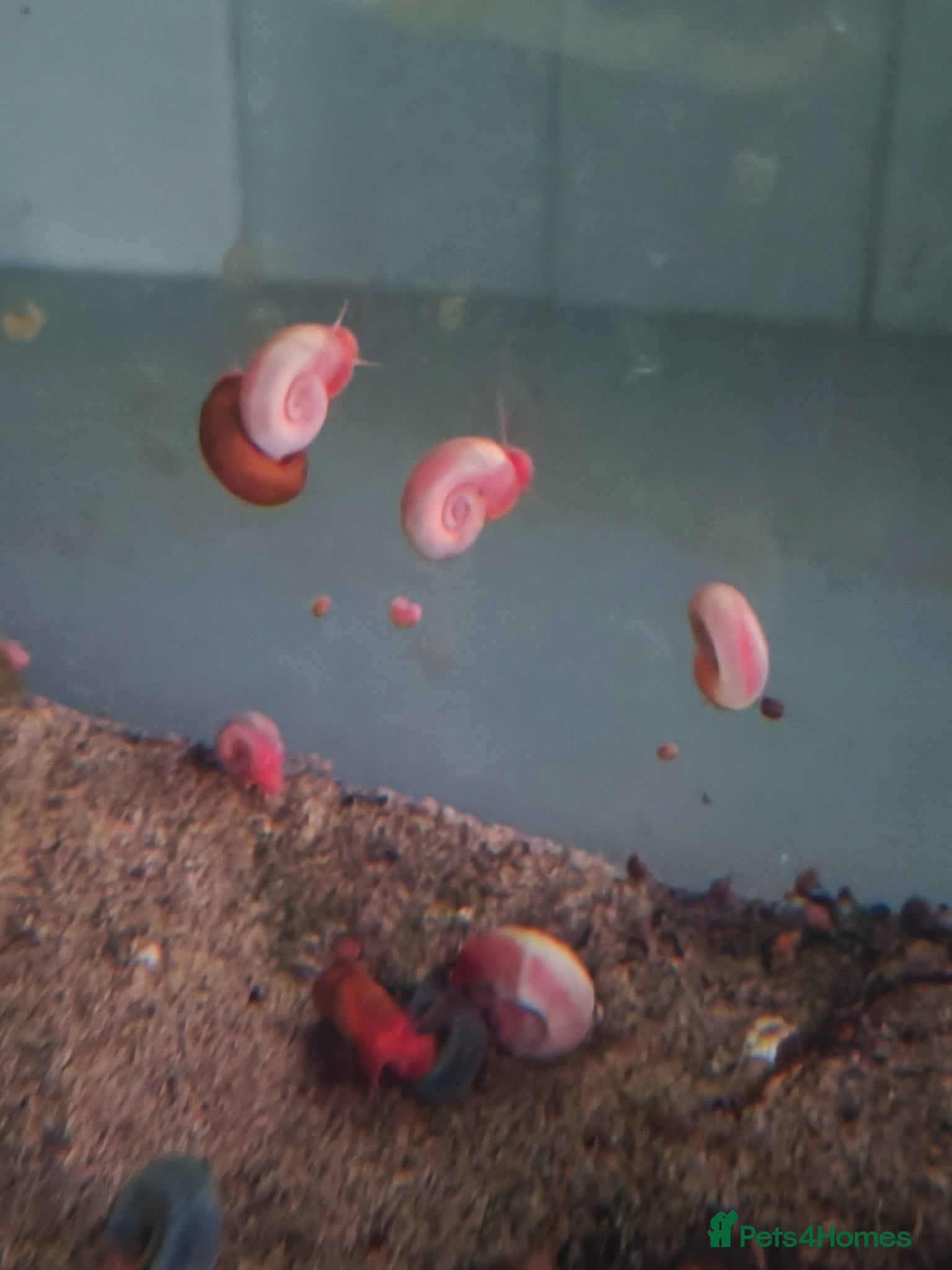 Snails invertebrates Ramshorn and trumpet snails - Advert 3