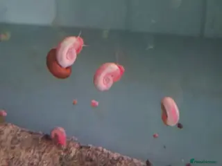 Snails invertebrates Ramshorn and trumpet snails - Advert 2