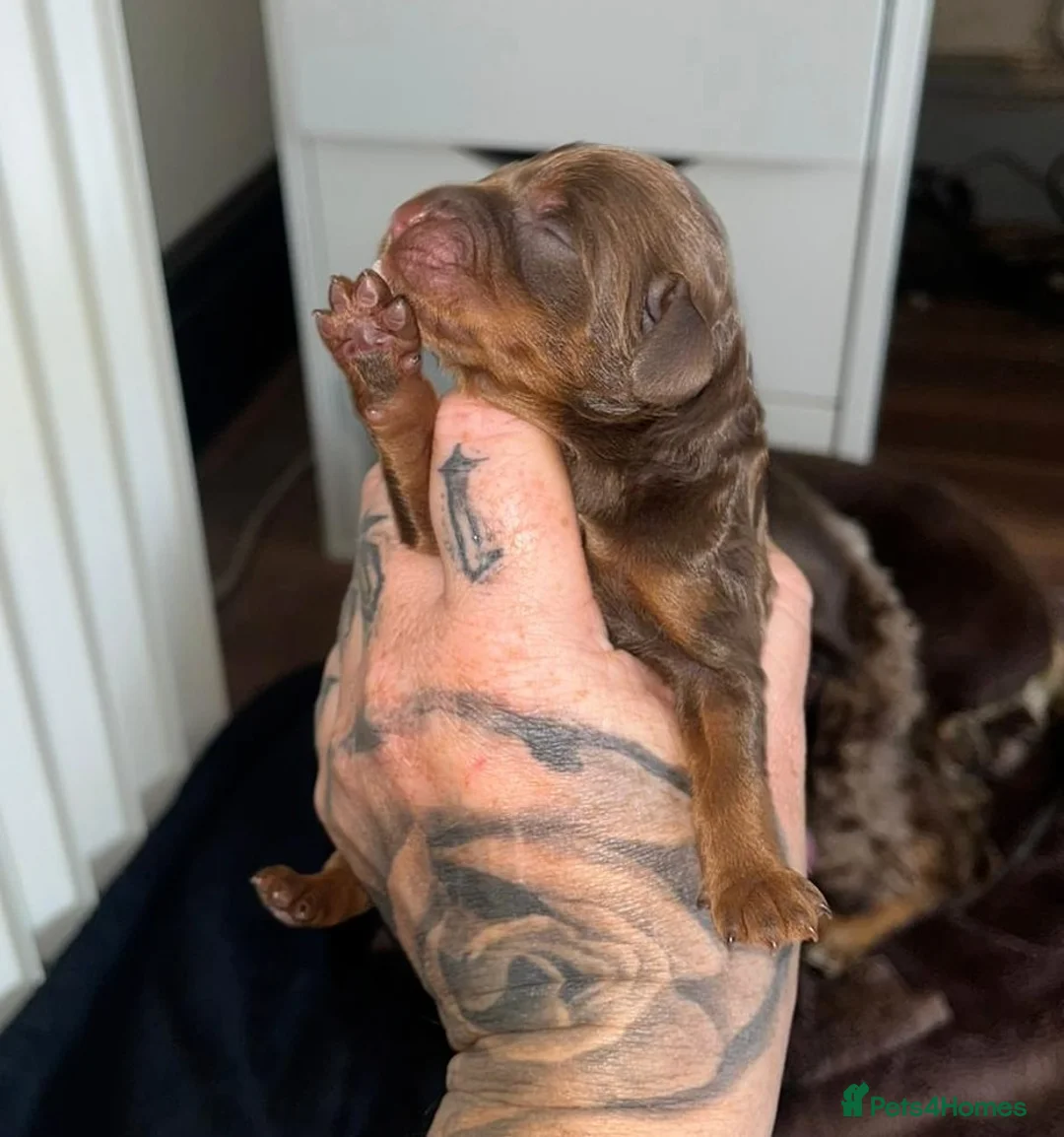 Toy Poodle dogs for stud: KC registered / health tested toy poodle stud in Bolton - Advert 10