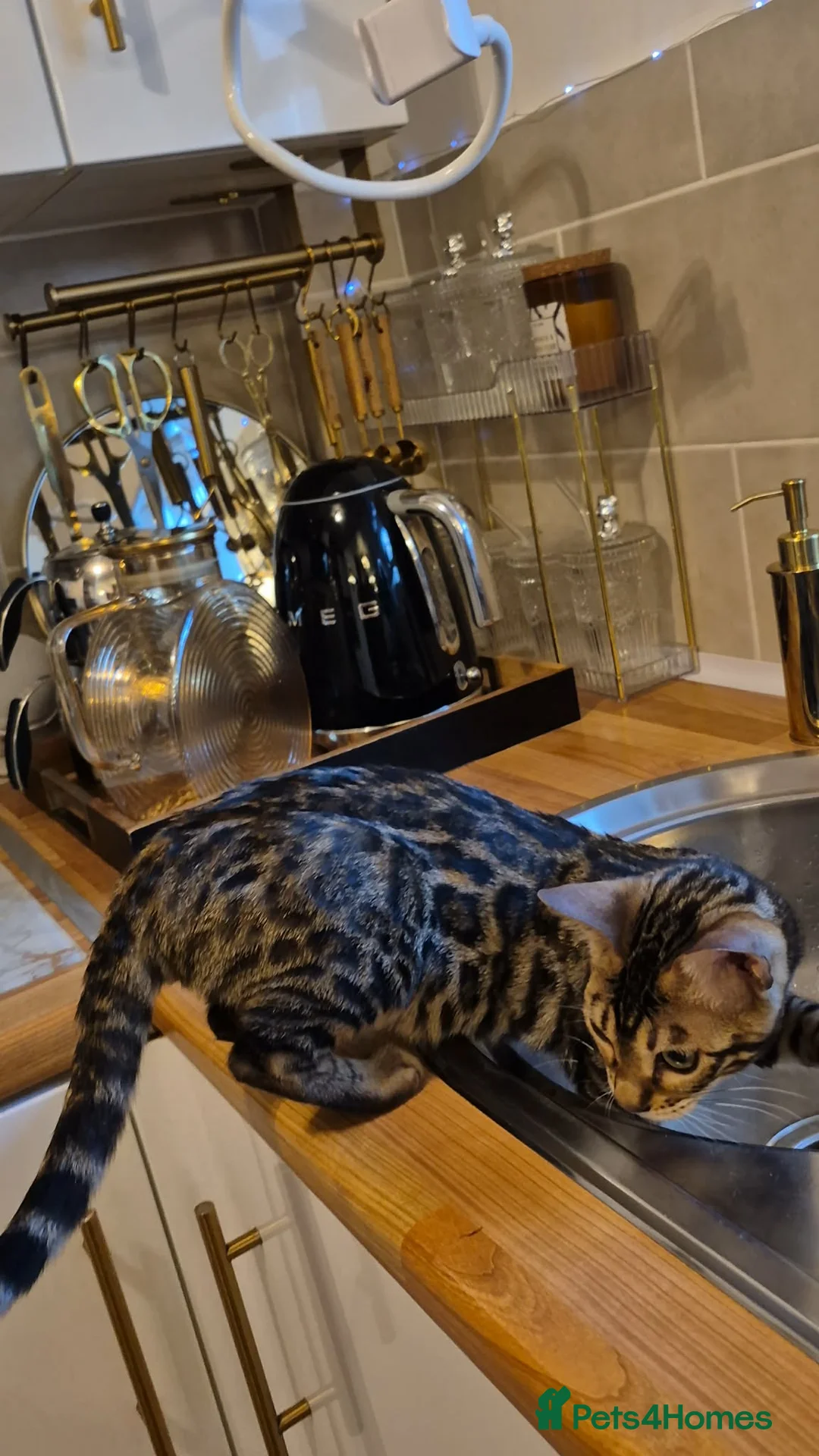 Bengal cats for sale: Bengal boy - Advert 2