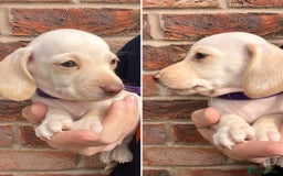 Miniature Dachshund dogs for sale: Quality Miniature Dachshund - Smooth Creams - Image 3