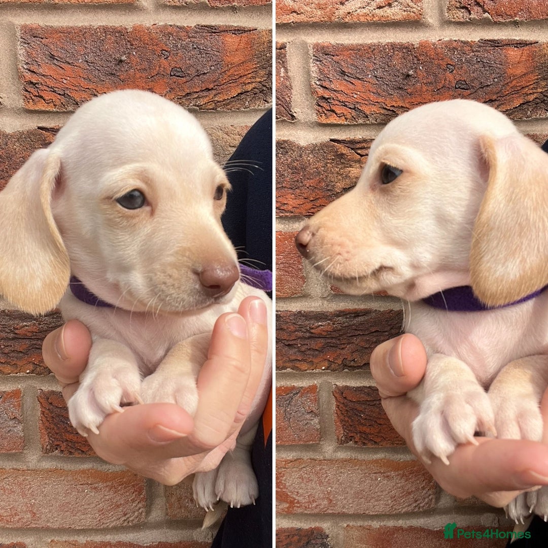 Miniature Dachshund dogs for sale: Quality Miniature Dachshund - Smooth Creams - Image 3