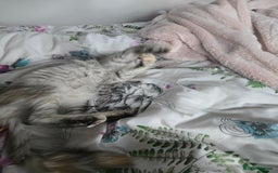 Maine Coon cats for sale: MAINE COON TICA REGISTERED KITTENS READY NOW  - Image 9