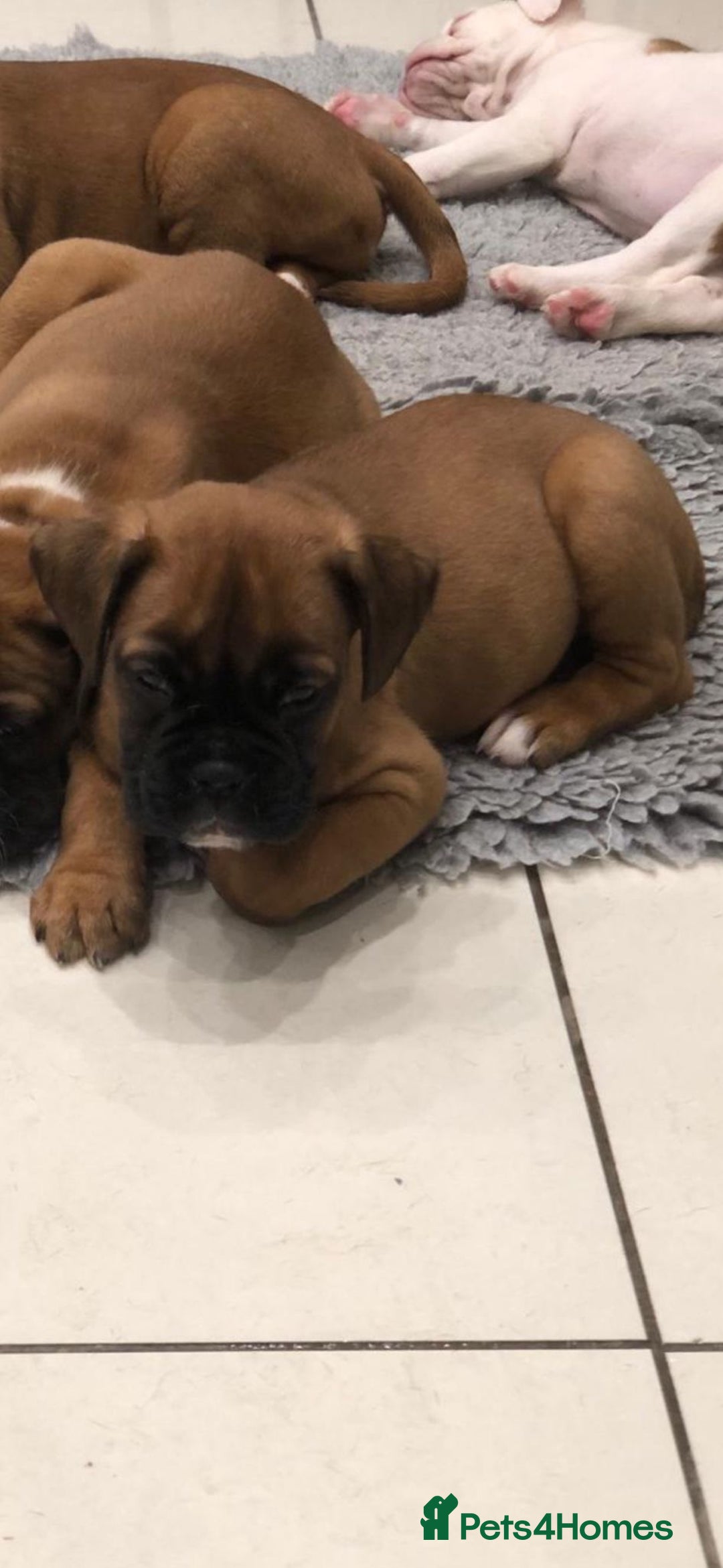 Boxer dogs for sale: Boxer pups  - Advert 7