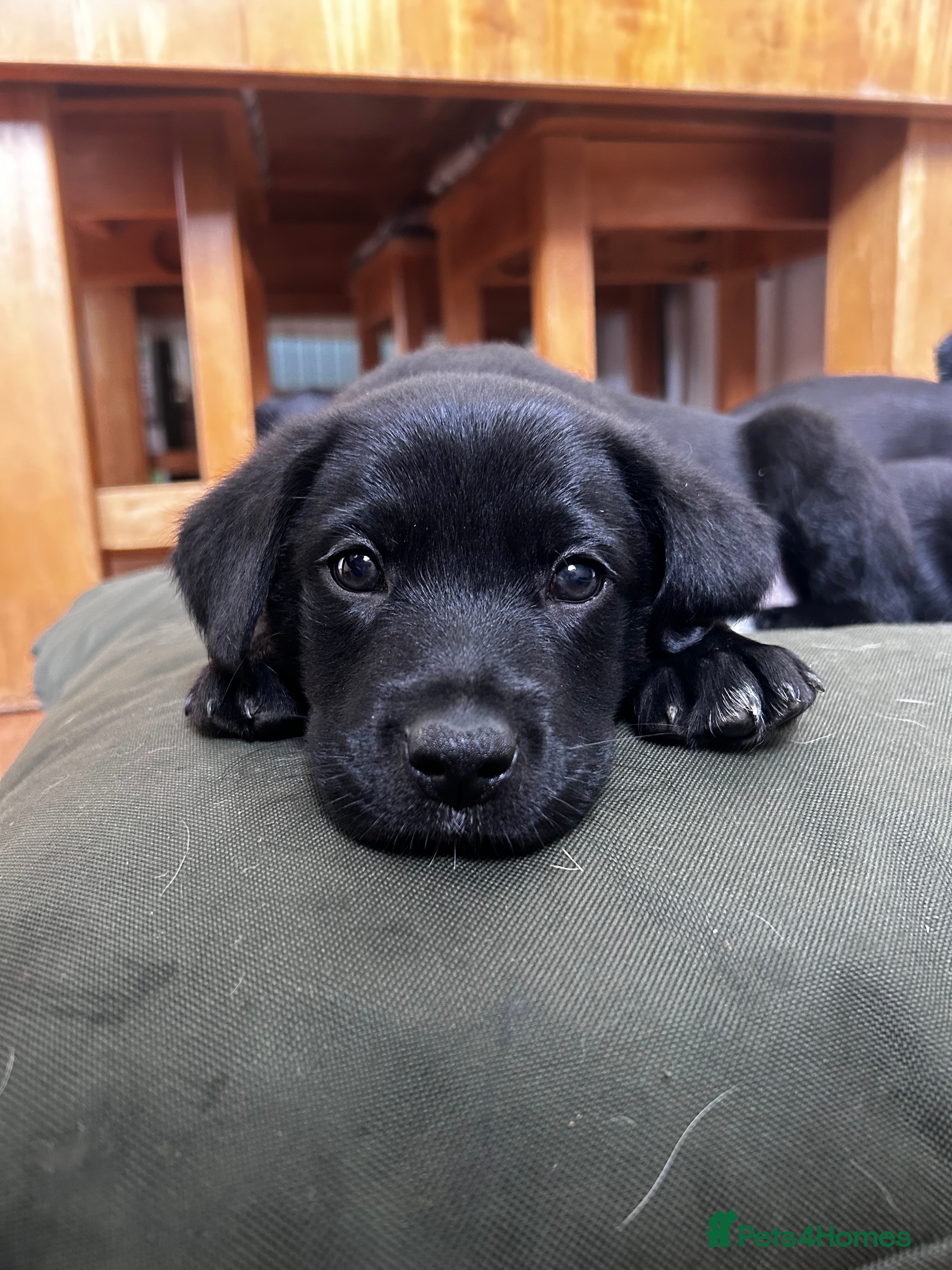 Borador dogs Collidor - Collie cross Labrador Puppies  - Advert 7