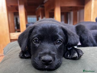 Borador dogs Collidor - Collie cross Labrador Puppies - Advert 7