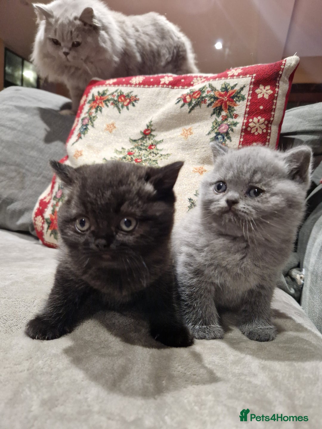 British Shorthair cats for sale: British Shorthair Kittens - Advert 1
