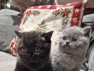 British Shorthair cats British Shorthair Kittens - Advert 16