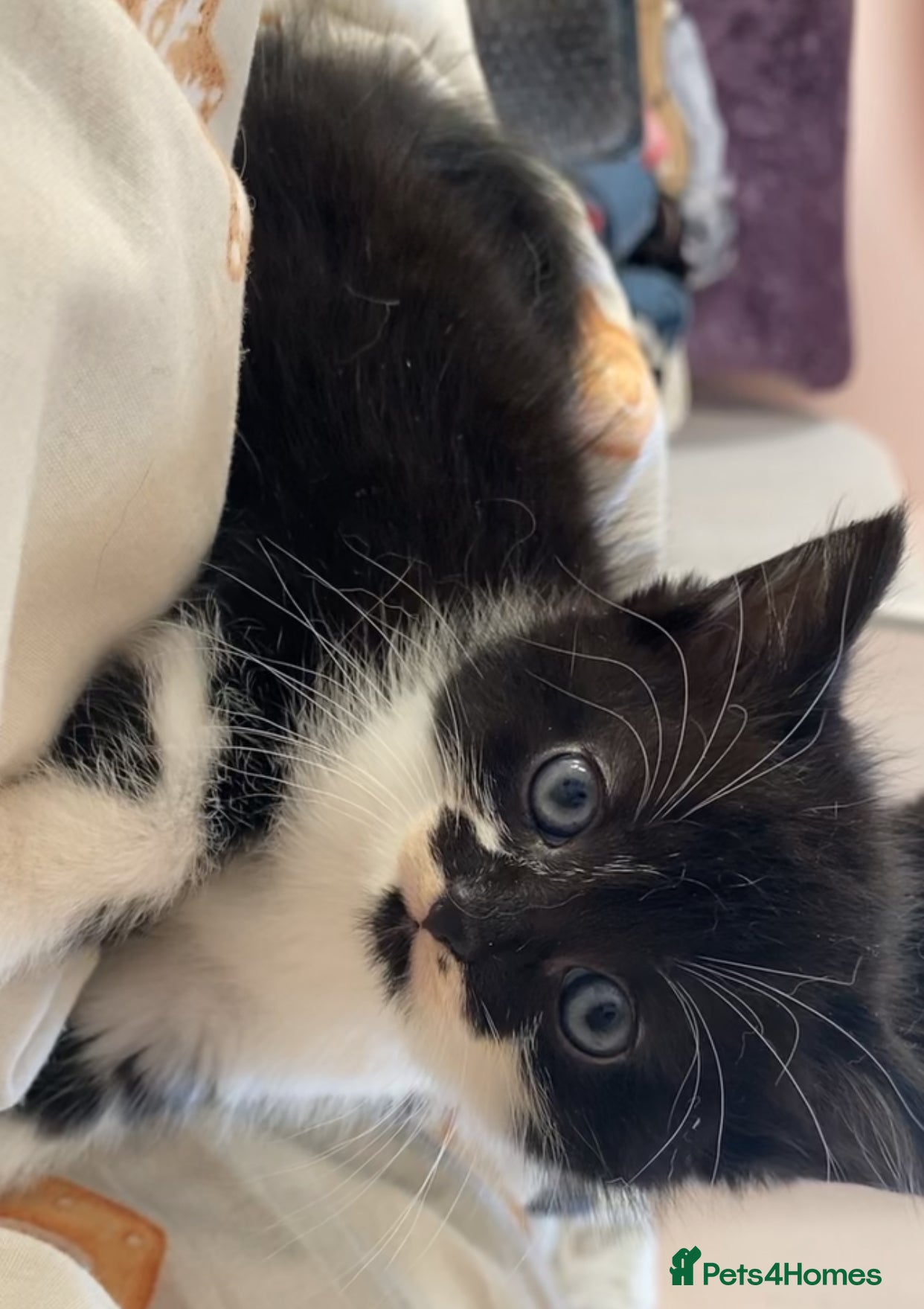 Mixed Breed cats 2 LAST KITTENS WAITING FOR THEIR FOREVER HOME - Advert 8