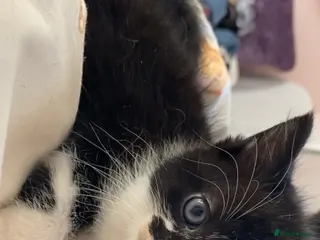 Mixed Breed cats 2 LAST KITTENS WAITING FOR THEIR FOREVER HOME - Advert 8