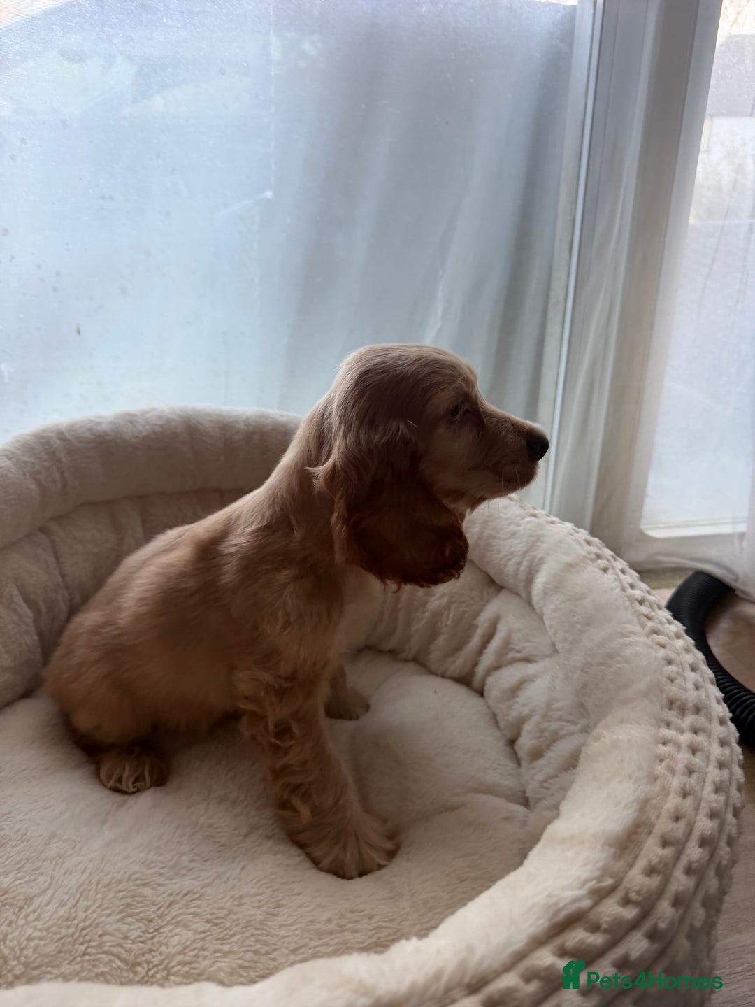 Cocker Spaniel dogs for sale: (1 left) Show type cocker spaniel puppies - Advert 3