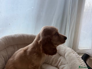 Cocker Spaniel dogs (1 left) Show type cocker spaniel puppies - Advert 1