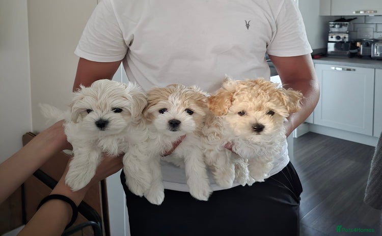 Maltipoo dogs - Advert 2
