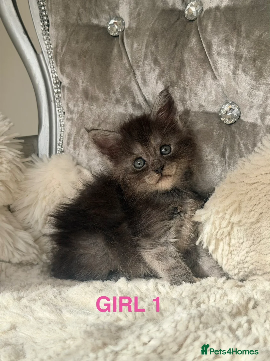 Maine Coon cats for sale: OUTSTANDING SHOW QUALITY MAINE COON KITTENS  - Advert 1