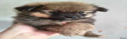 Pomeranian dogs for sale: Teddy Bear Pomeranians Eye Catching 🧸🧸🧸 - Advert 5