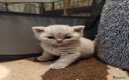 British Shorthair cats for sale: BSH lilac boys and girls, GCCF registered  - Image 13