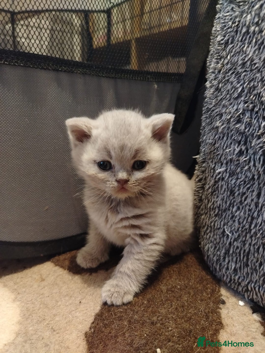 British Shorthair cats for sale: BSH lilac boys and girls, GCCF registered  - Image 13