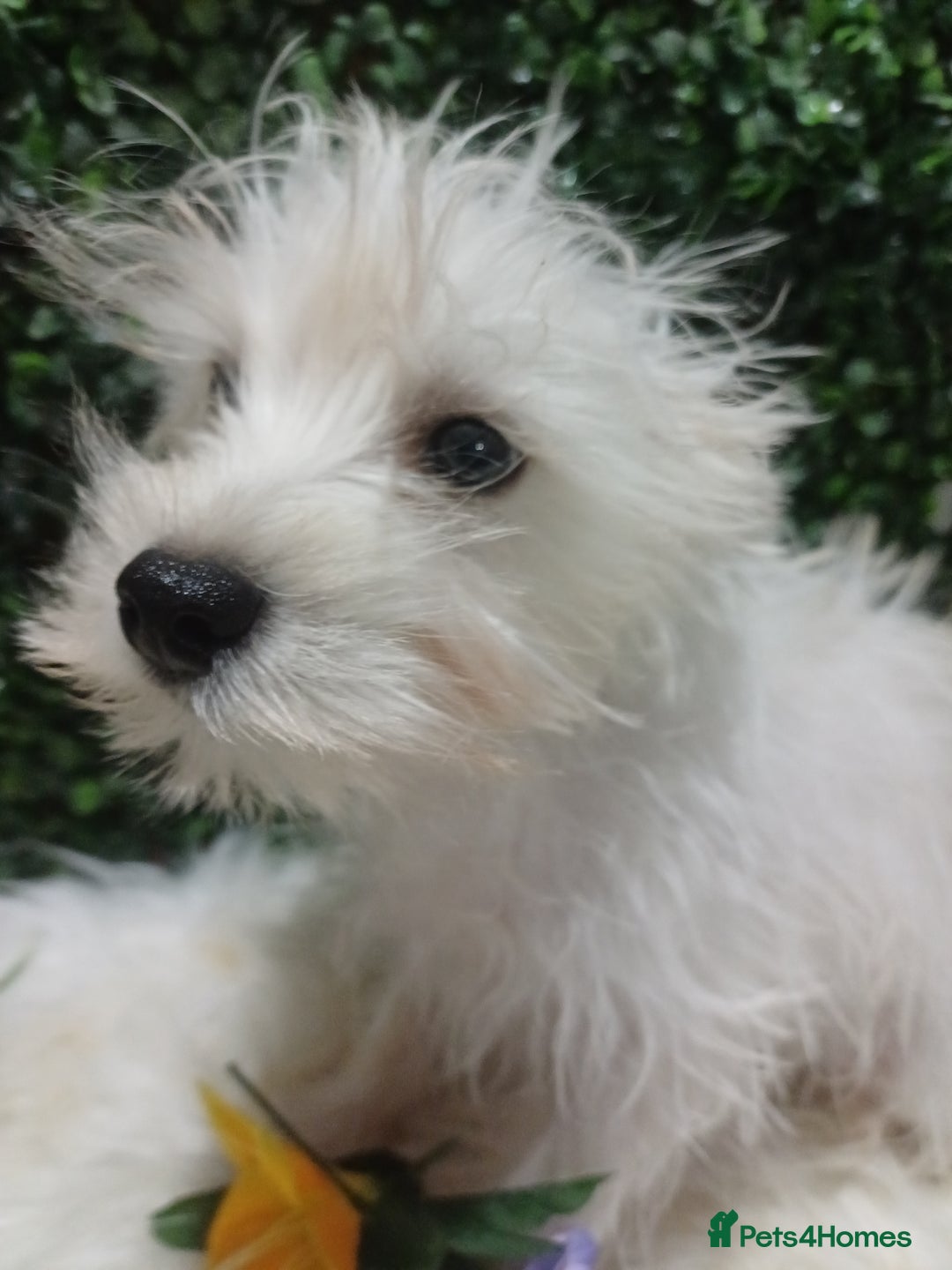 Miniature Schnauzer dogs for sale: Last beautiful boy  - Image 9