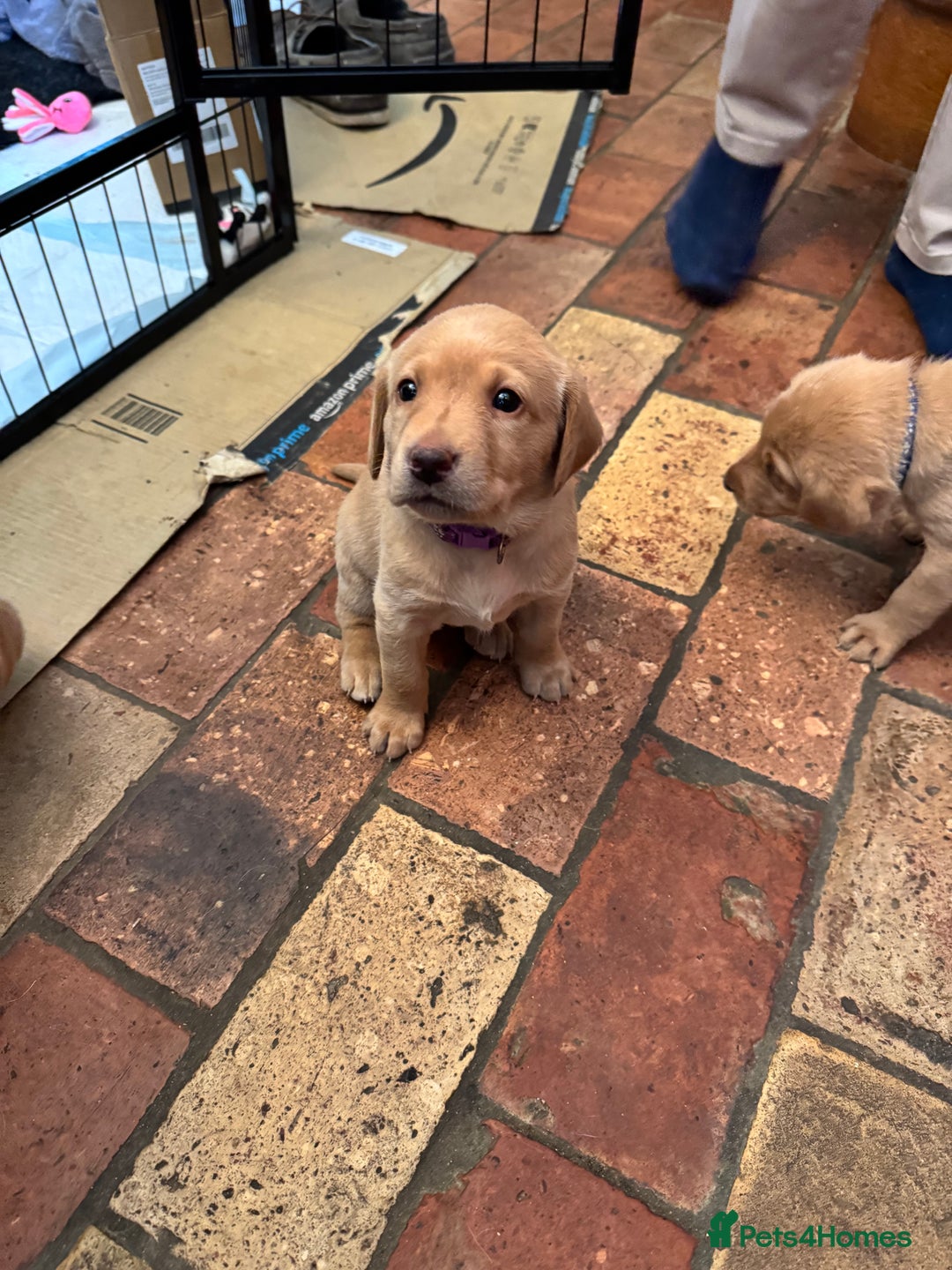 Labrador Retriever dogs for sale: 6 Pedigree Fox Red Labrador Puppies - Image 8