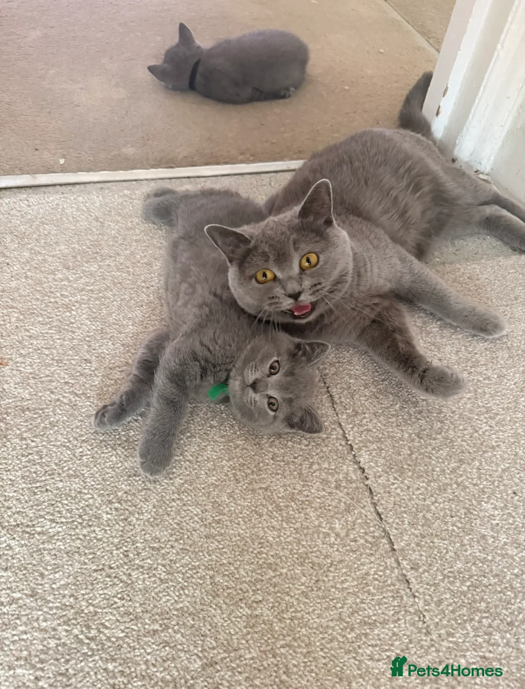 British Shorthair cats for sale: British shorthair chubby kitten for sale in Chessington - Advert 2