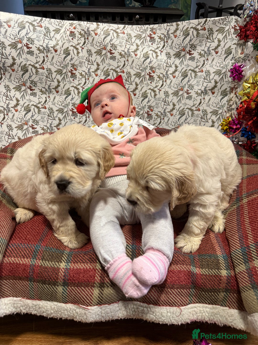 Golden Retriever dogs for sale: Kc health tested golden retrievers  - Advert 3