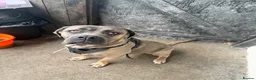 Cane Corso dogs for sale: 2 Cane Corsos (rehomed to same home) - Advert 9