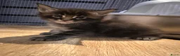 Maine Coon cats for sale: TICA registered Maine Coons - Advert 4